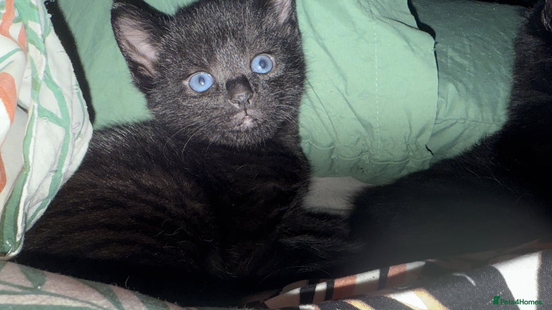 British Shorthair cats for sale: 4 full black cats - Image 7