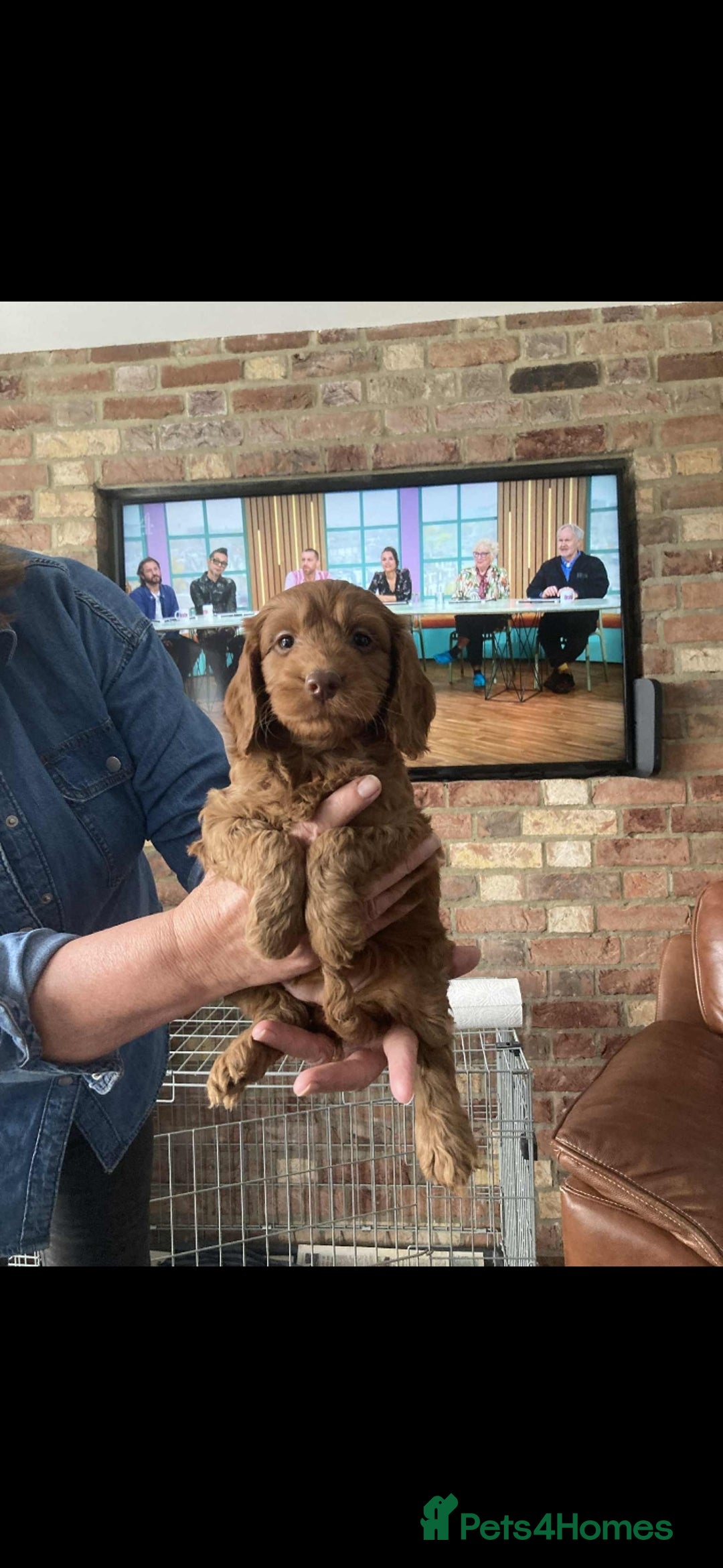 Cockapoo dogs for sale: Cockapoo puppies  - Image 5