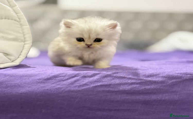 Persian cats - Advert 2