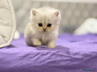 Persian cats Only 2 Persian chinchilla kittens left - Advert 13