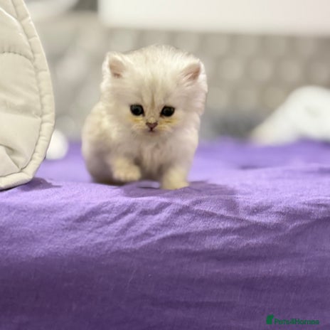 Persian cats - Advert 2