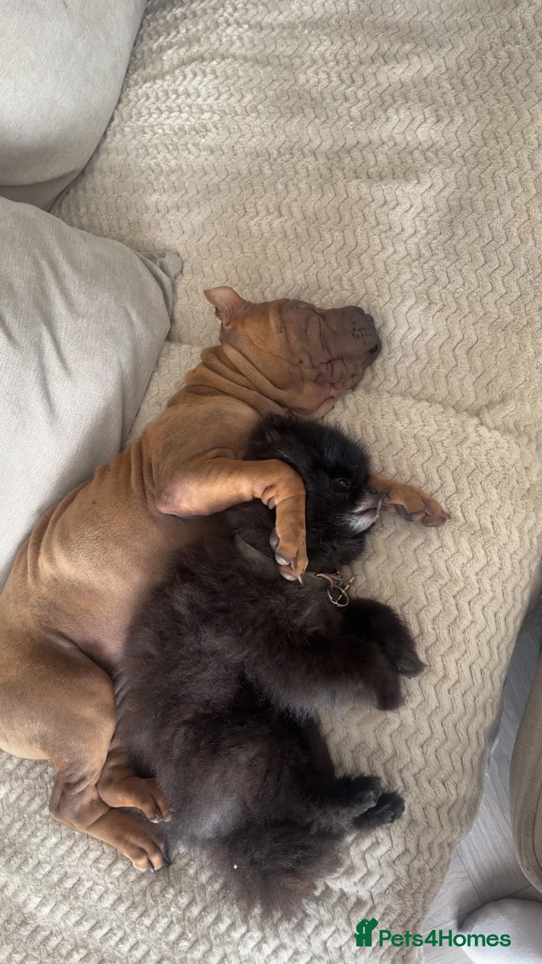 Shar Pei dogs for sale: Shar pei female - Advert 8