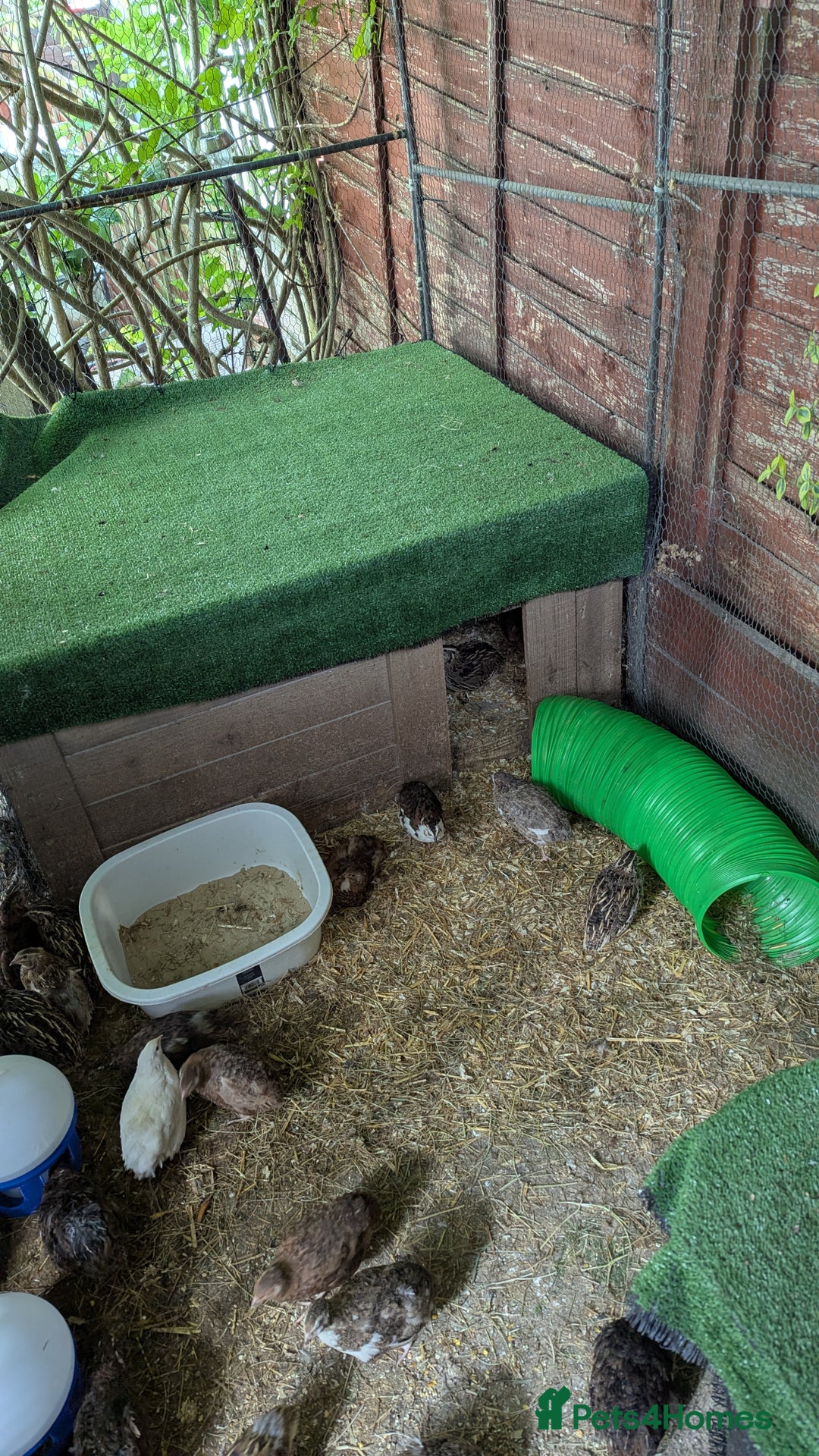 Quail poultry for sale: Young Quail  - Image 2