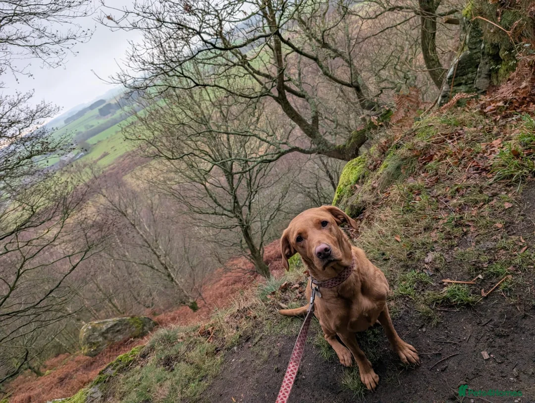 Labrador Retriever dogs for sale: KC Registered fox red labrador  - Advert 2