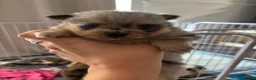 Pomeranian dogs for sale: Pomeranian puppies  in Bishop Auckland - Advert 1