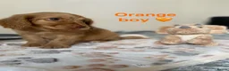 Cockapoo dogs for sale: 💕 cockapoo pups 💕 - Advert 17