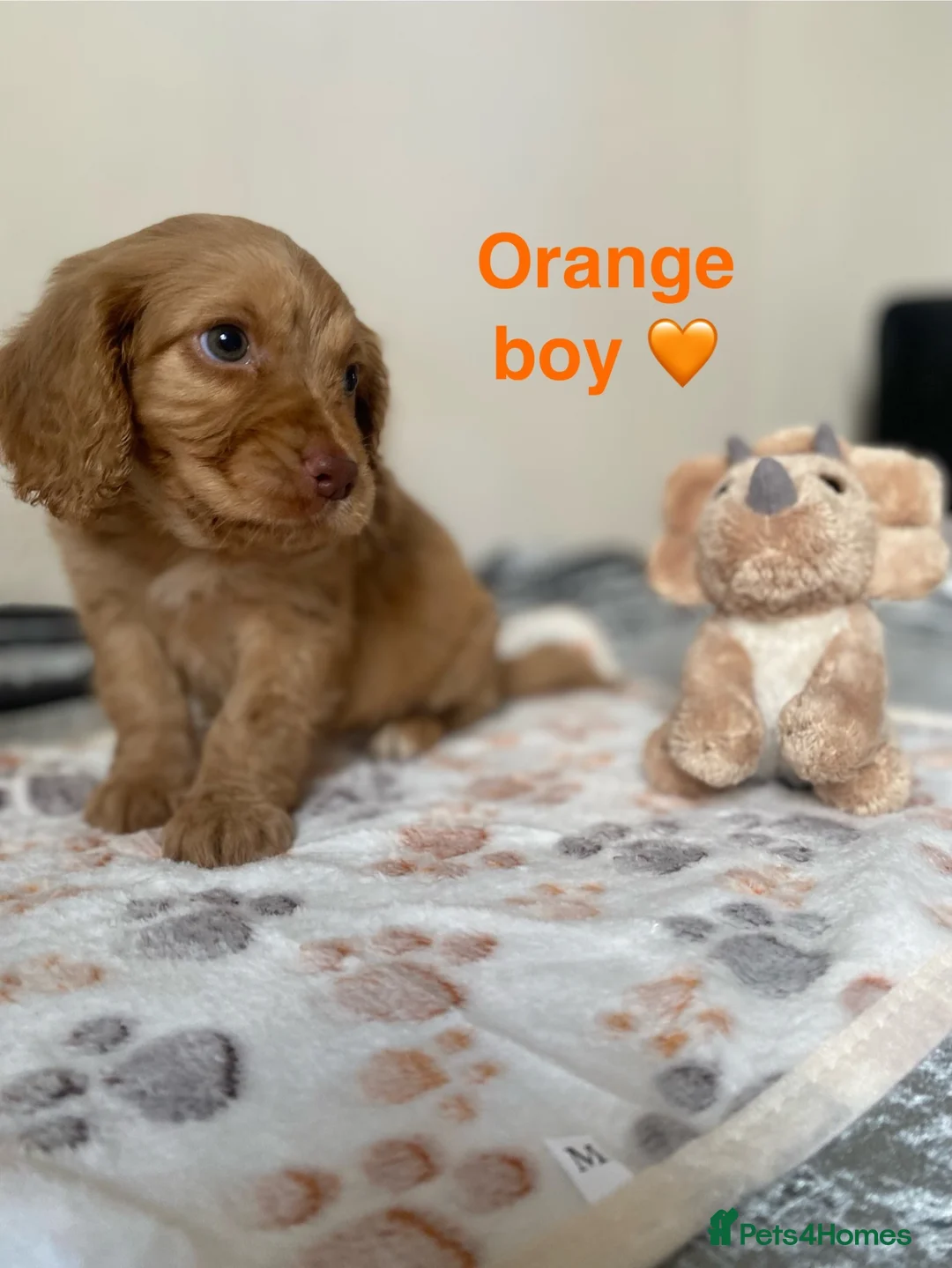 Cockapoo dogs for sale: 💕 cockapoo pups 💕 - Advert 17