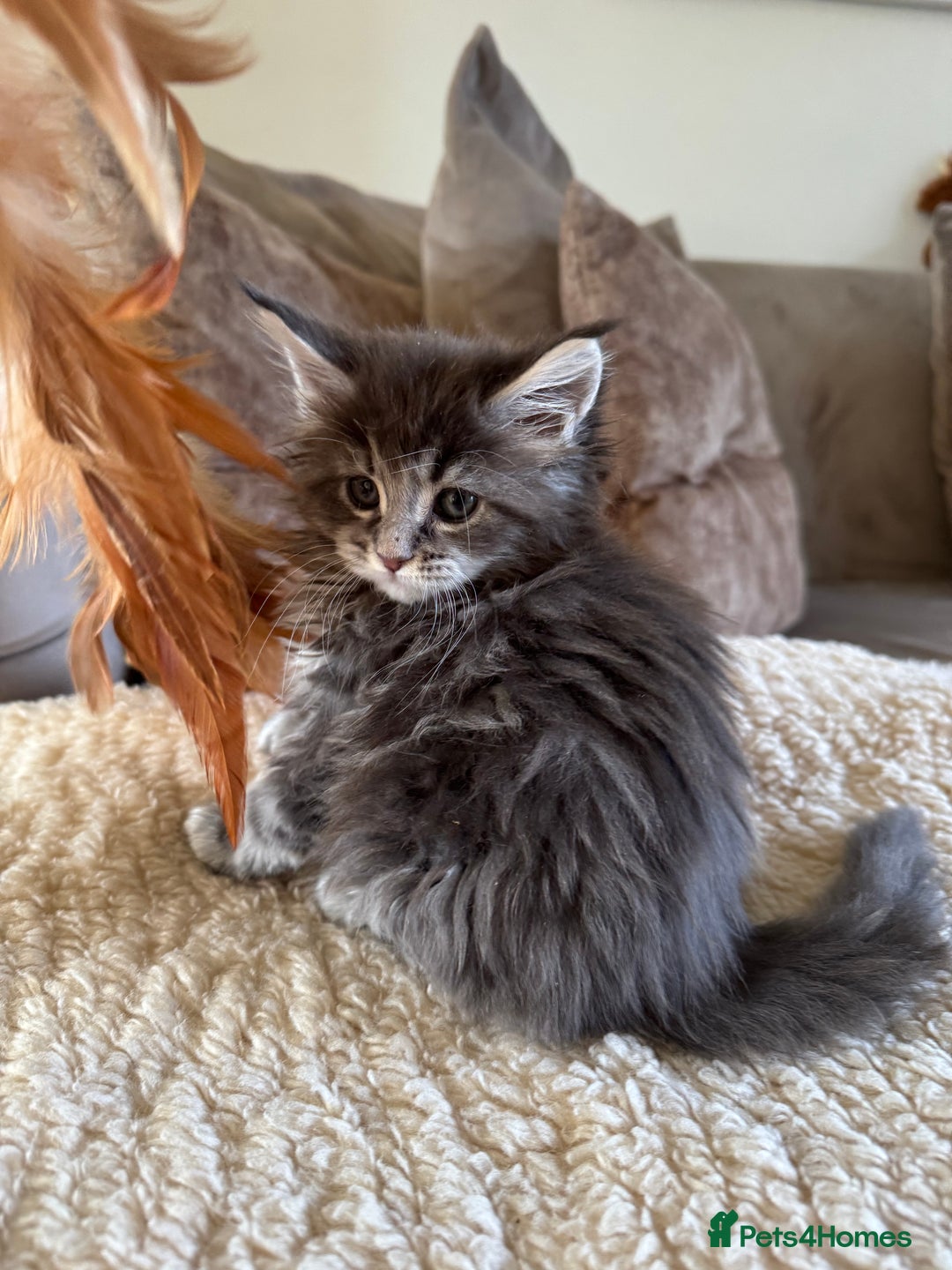 Maine Coon cats for sale: Stunning Maine coon kittens  - Advert 10