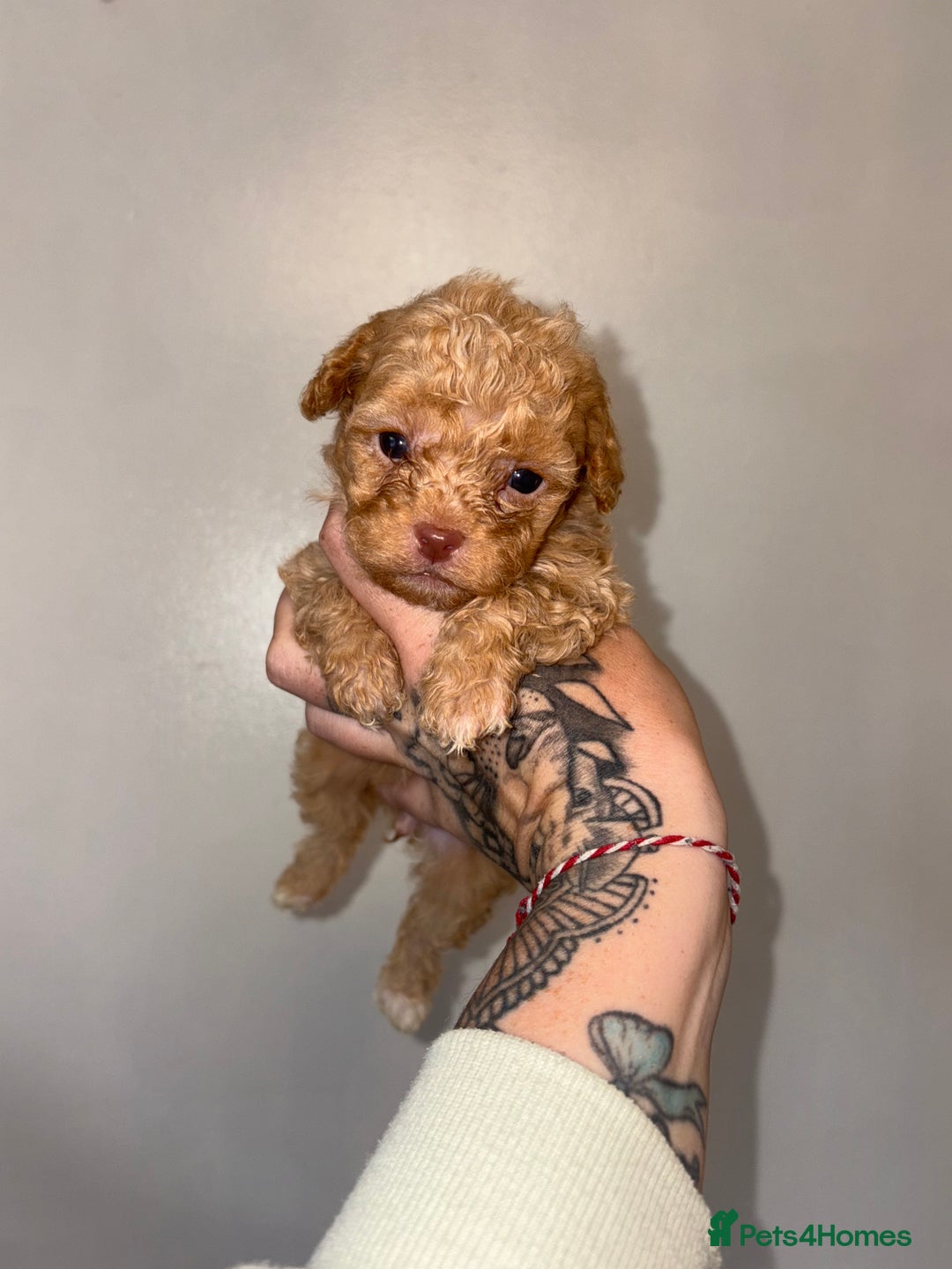 Shihpoo dogs for sale: Shihpoo - Image 1