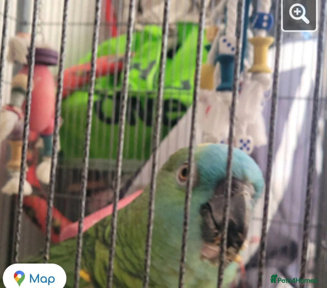 Parrots birds for sale: Amazon parrot in Ashington - Advert 2