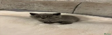British Shorthair female 