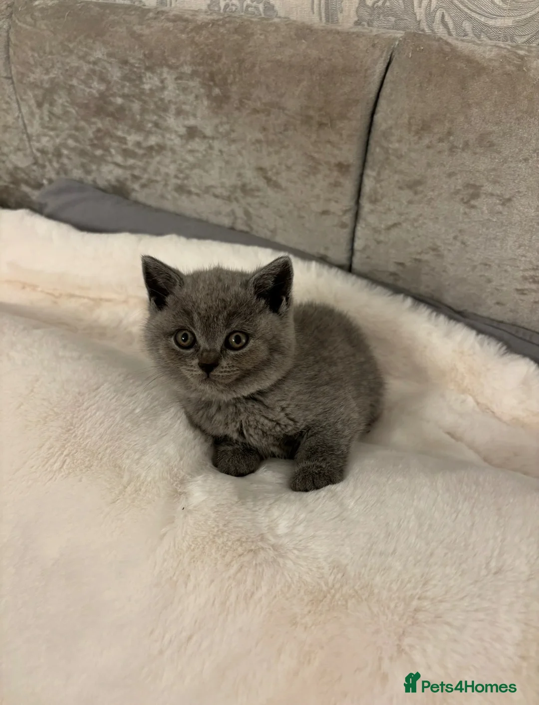 British Shorthair cats for sale: Chunky loving blue BSH kittens  in Herne Bay - Advert 7