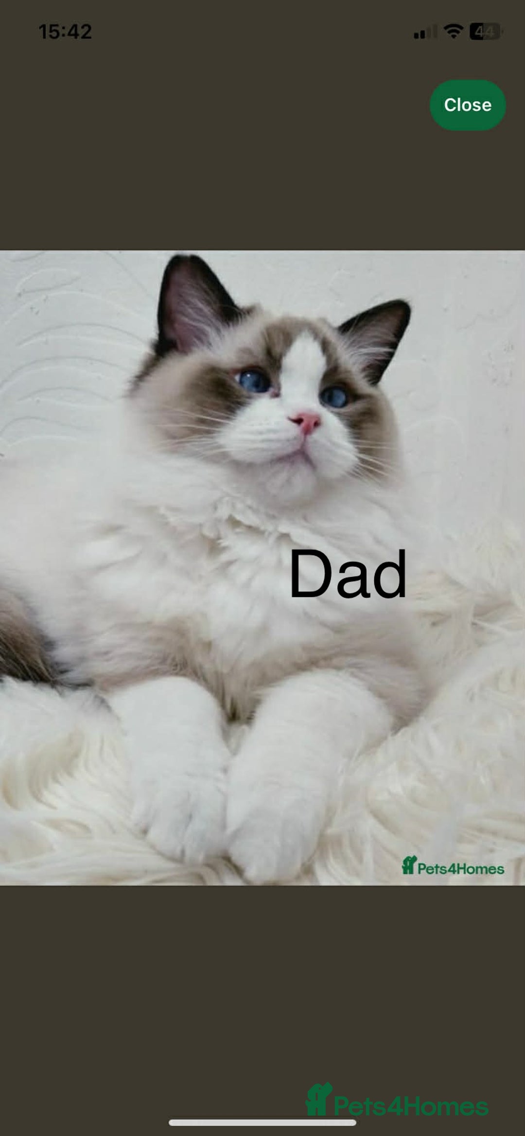 Ragdoll cats for sale: Ragdoll kittens  - Advert 3