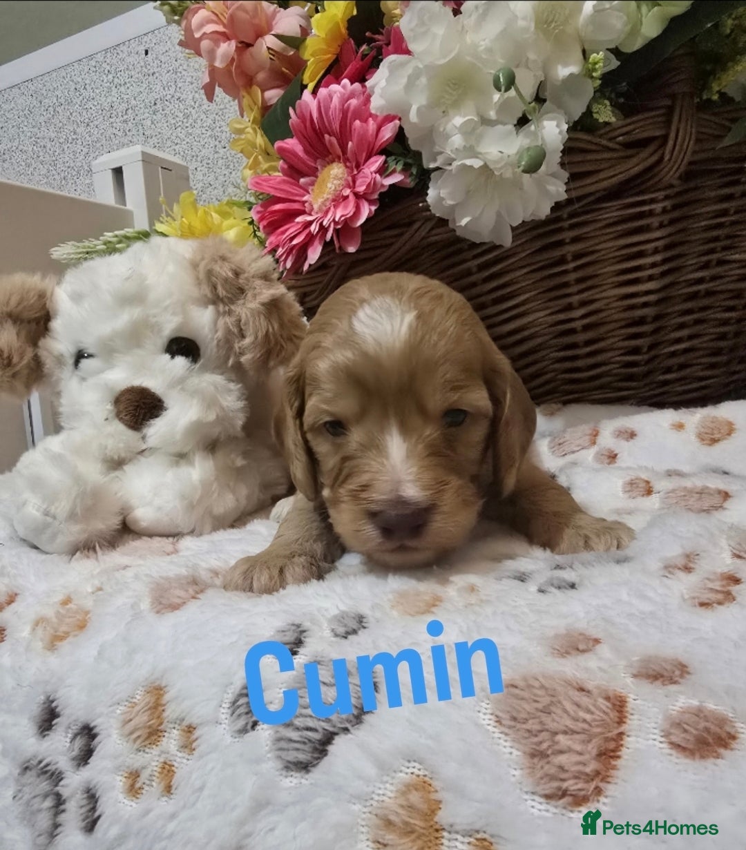 Cockapoo dogs for sale: Health tested cockerpoo F1 pups licensed Breeder  - Advert 11