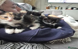 Mixed Breed cats for sale: Beautiful kittens  - Image 3