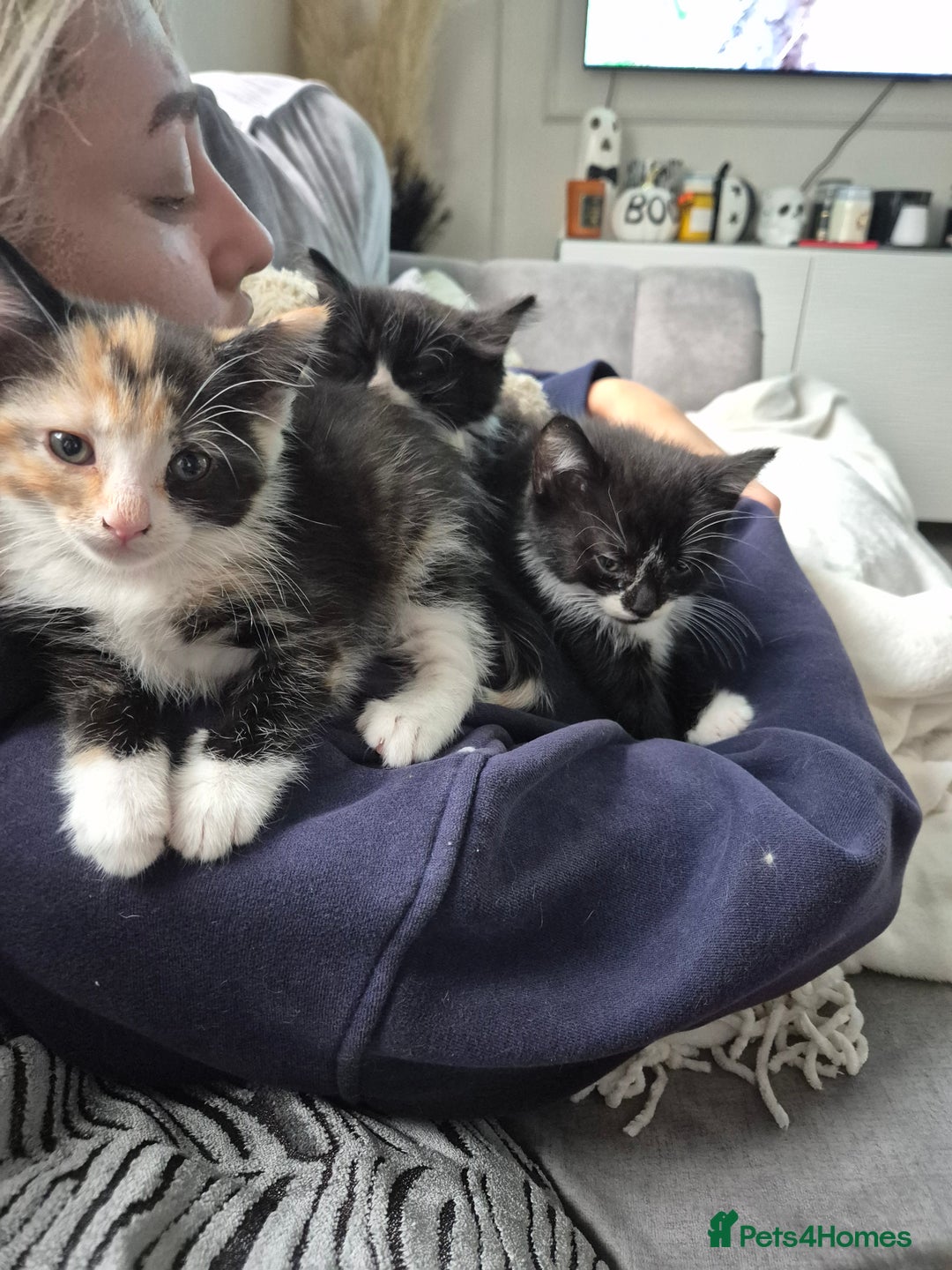 Mixed Breed cats for sale: Beautiful kittens  - Image 3