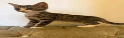 Mixed Breed cats for sale: Kittens ready for new homes now  - Advert 7
