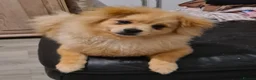 Pomeranian dogs for sale: 2 puppy boy - Advert 10