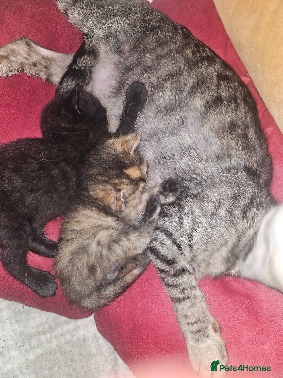 Mixed Breed cats for sale: Mixed breed kittens, mum half bengal - Advert 2