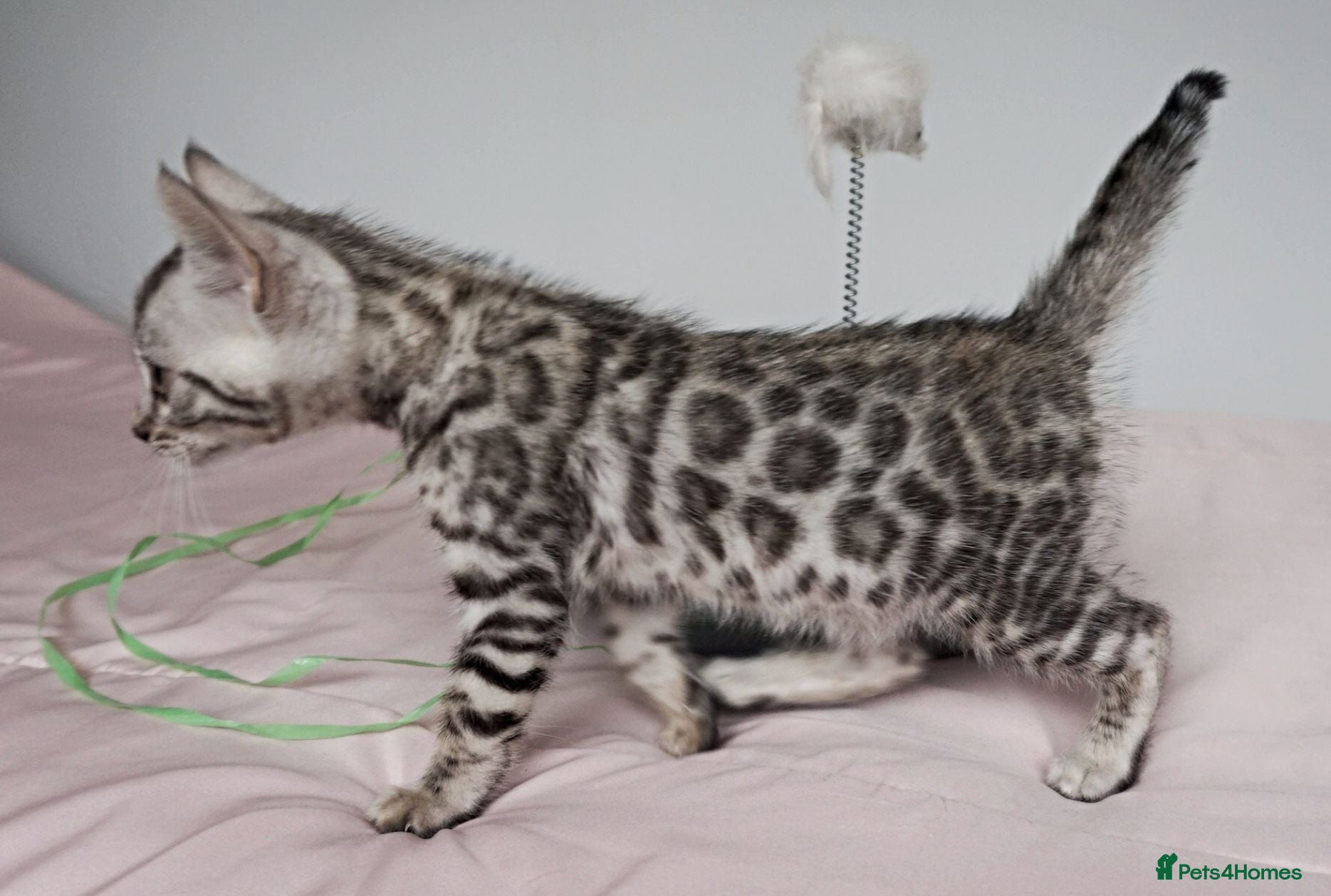 Bengal cats Superb Quality Bengal Kittens - Advert 17