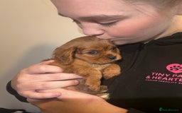 Cavalier King Charles Spaniel dogs for sale: cavalier king charles spaniels 1 little girl left - Image 12
