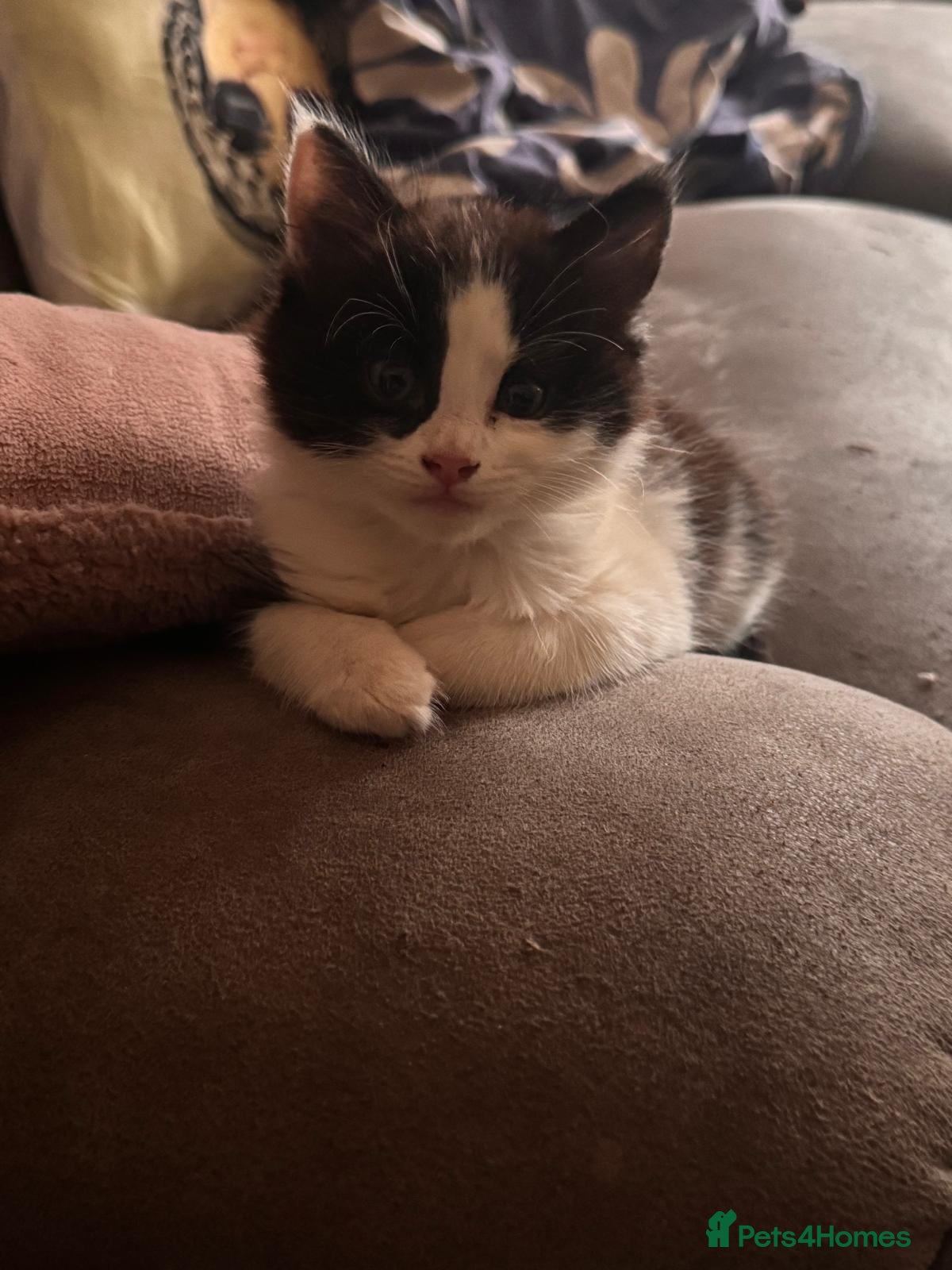 Mixed Breed cats Beautiful playful cheeky male kitten - Advert 14