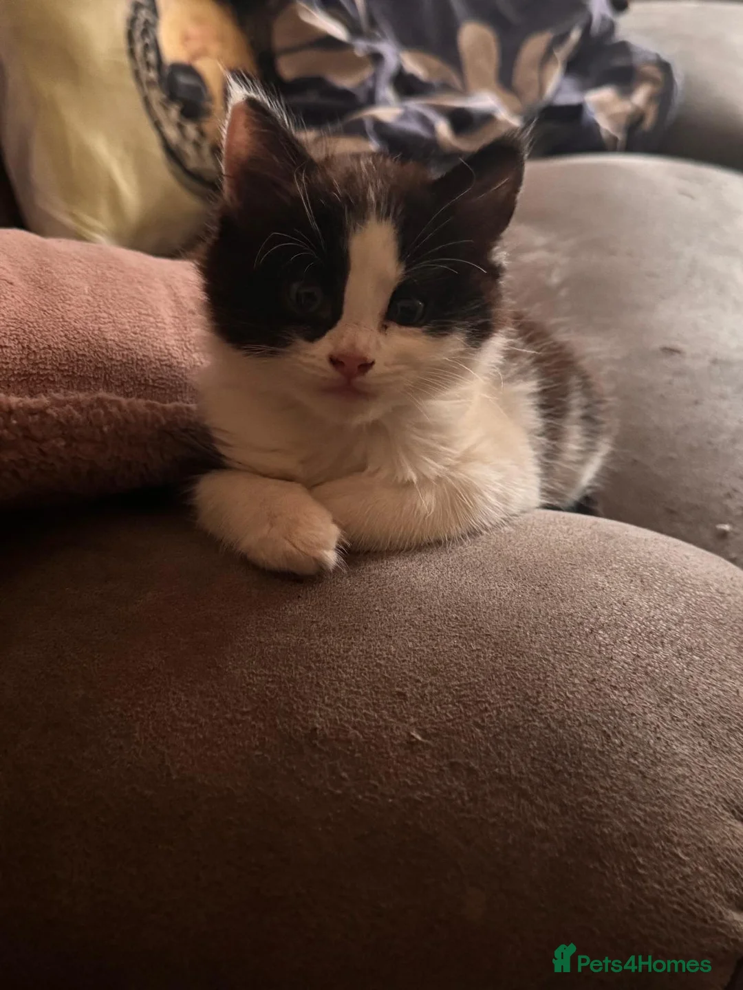 Mixed Breed cats for sale: Beautiful playful cheeky male kitten - Advert 2