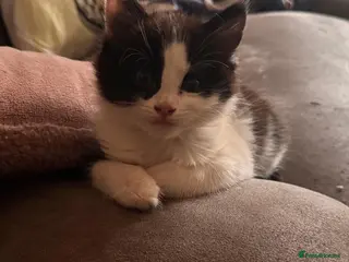 Mixed Breed cats Beautiful playful cheeky male kitten - Advert 10