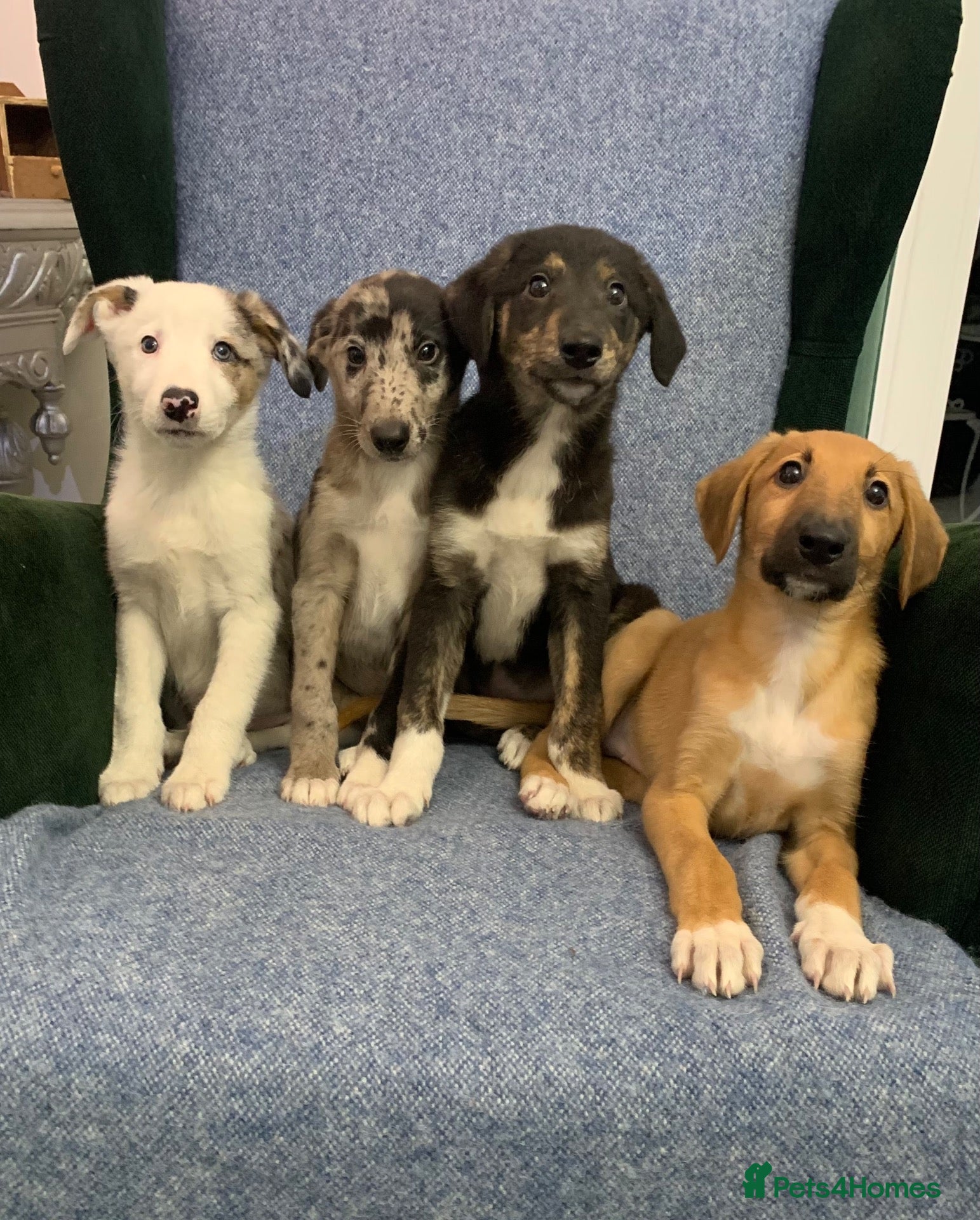 Mixed Breed dogs Blue Merle Border Collie x Lurcher Puppies  - Advert 4