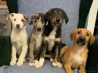 Mixed Breed dogs Blue Merle Border Collie x Lurcher Puppies - Advert 4