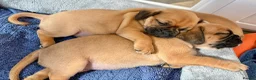 Mixed Breed dogs for sale: Pugalier F1 one girl left ready 23rd July - Advert 4