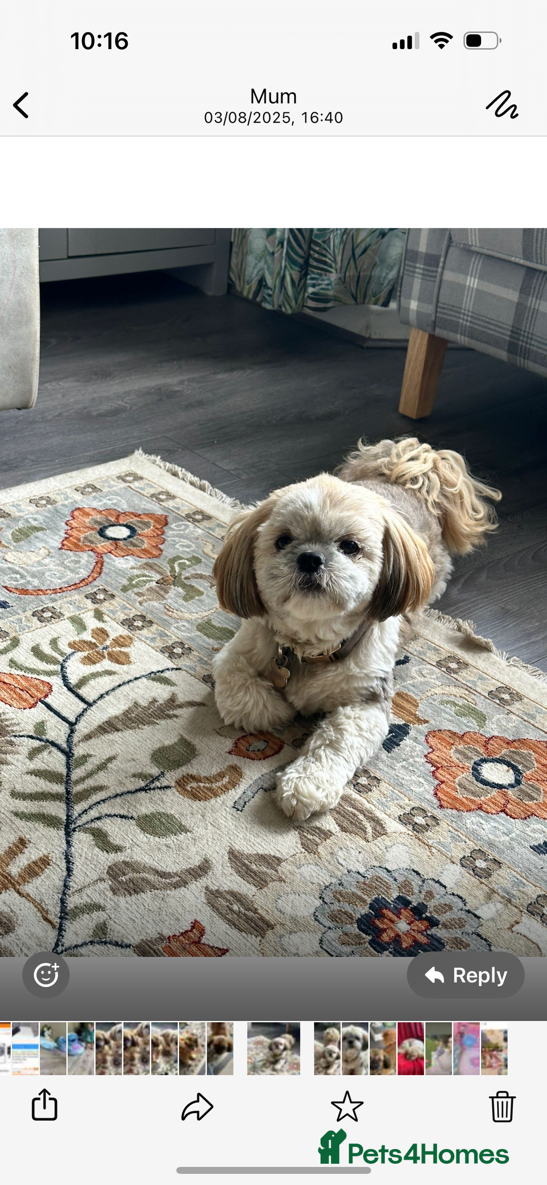 Shih Tzu dogs for sale: 2 female Shih tzu - Image 4