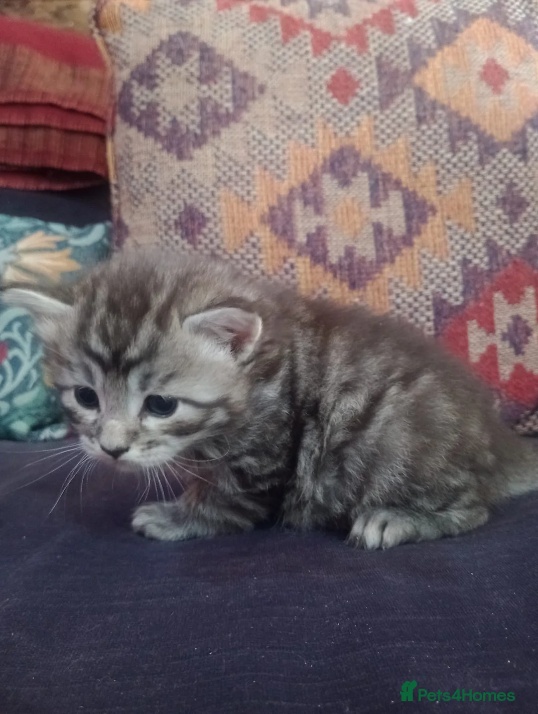 Maine Coon cats for sale: Maine Coon kittens, Mother is tica registered. - Advert 8