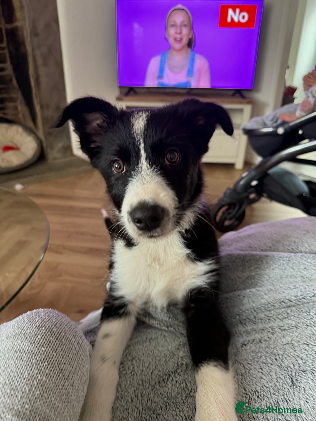 Border Collie dogs for sale: Otis  - Image 2