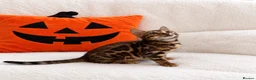 Bengal cats for sale: TICA Registered Bengal snow 5 Generation Pedigree  - Advert 12