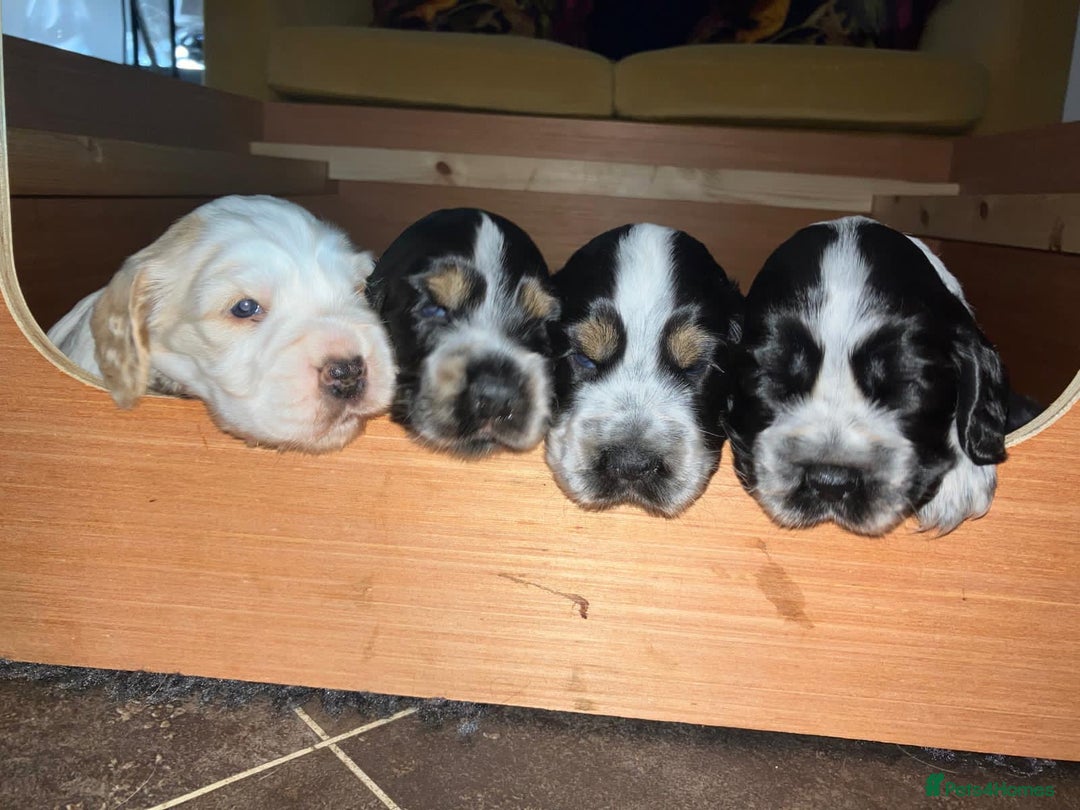 Cocker Spaniel dogs for sale: Litter of quality show Cocker spaniel puppies - Image 1