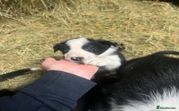 Border Collie dogs for sale: Collie pups for sale  - Image 3