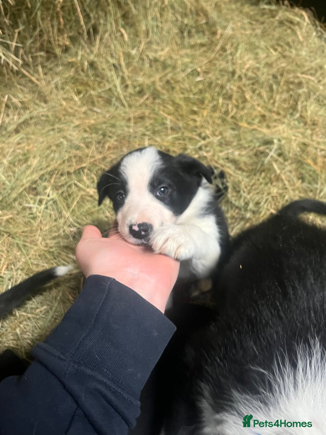 Border Collie dogs for sale: Collie pups for sale  - Image 3