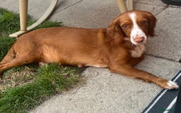 Cocker Spaniel dogs for sale: Working cocker spaniel puppies  - Image 10