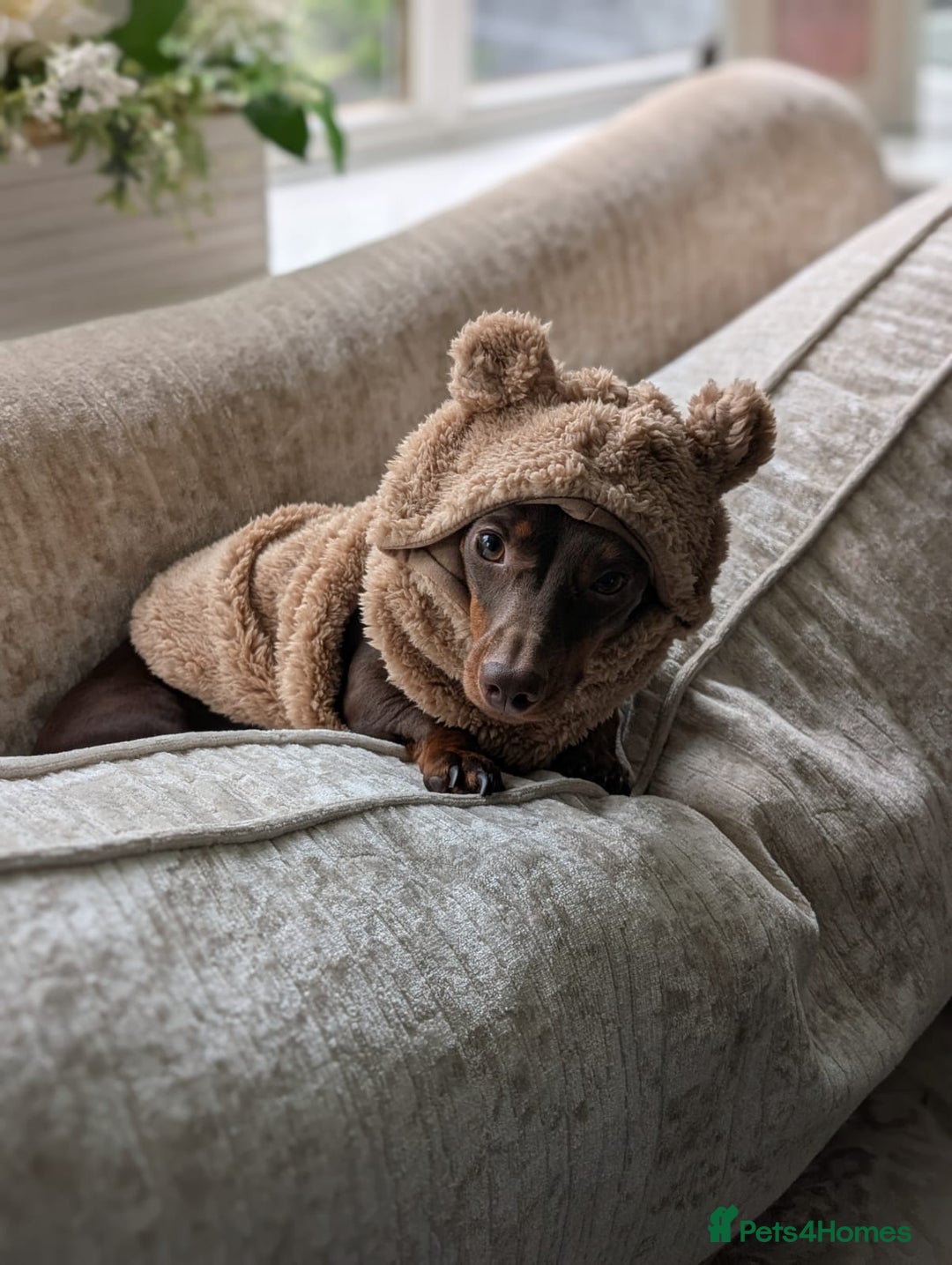 Miniature Dachshund dogs for sale: Adorable little of miniature daschunds  - Advert 14