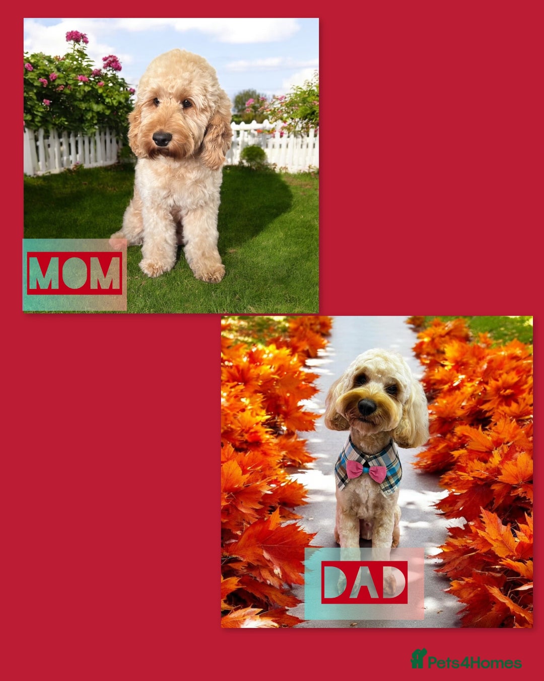 Cockapoo dogs for sale: Adorable Pappy Bread Cockapoo Puppies F2 - Image 39