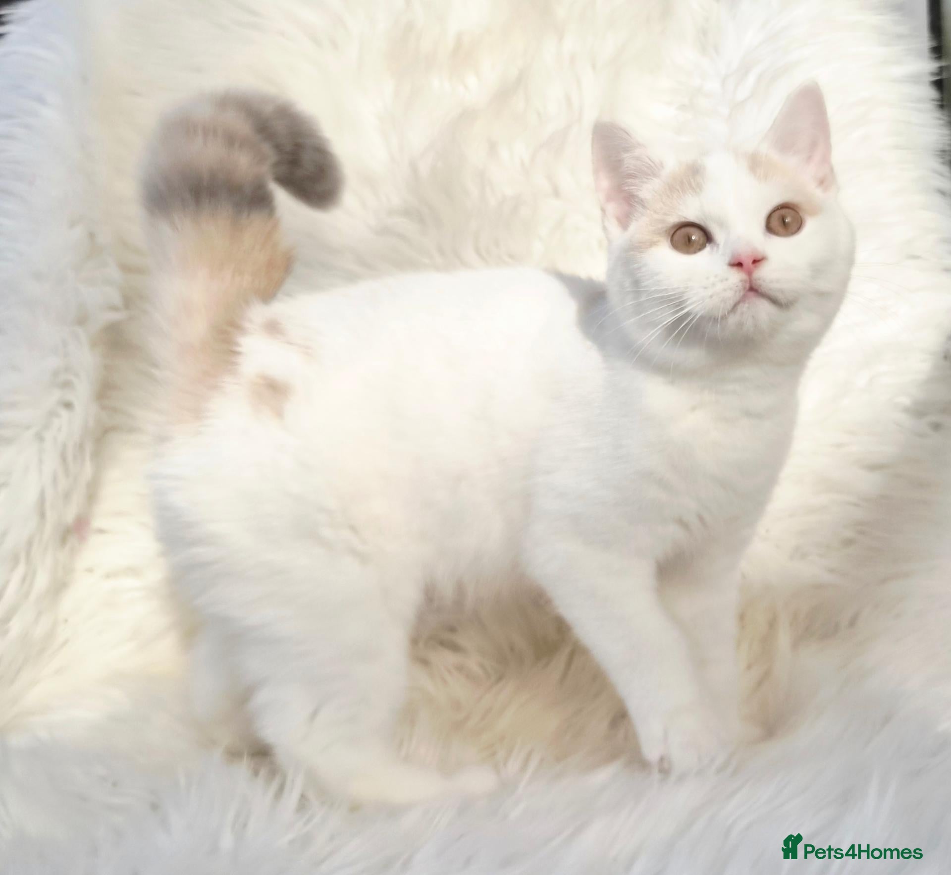 British Shorthair cats Gorgeous British shorthair kittens  - Advert 2
