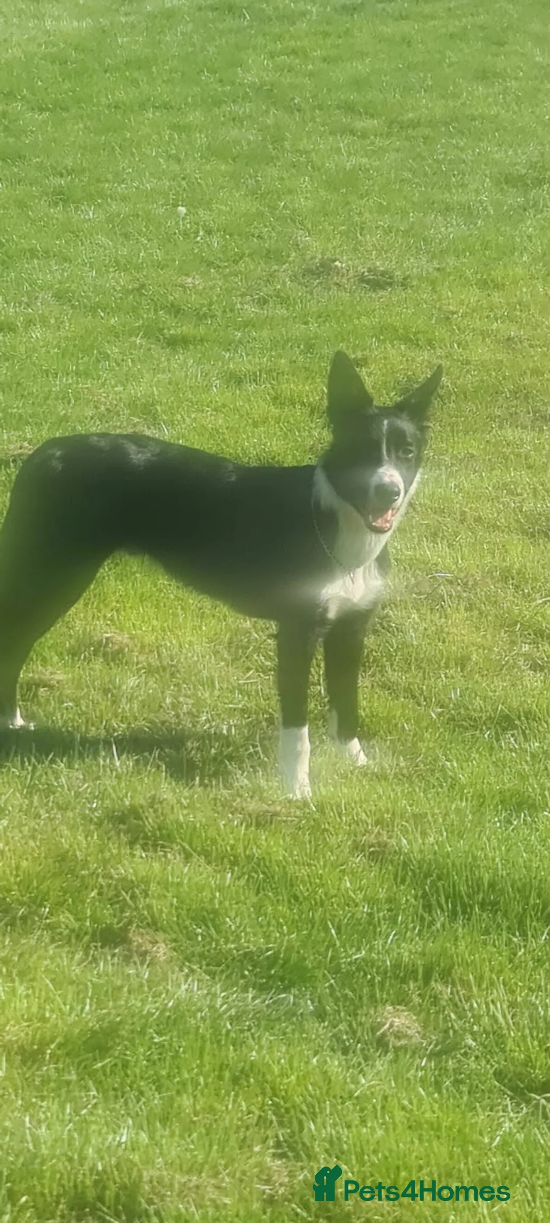 Border Collie dogs for sale: Unneutered make border collie - Advert 2