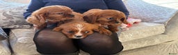 Cavalier King Charles Spaniel dogs for sale: Cavalier King Charles pups  - Advert 15