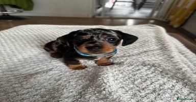 Dachshund dogs - Advert 1