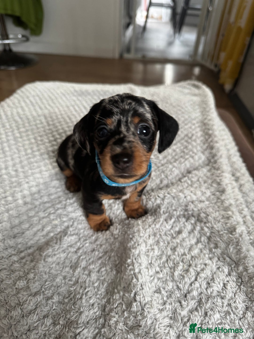 Dachshund dogs for sale: 8 dachshund puppies  - Image 2