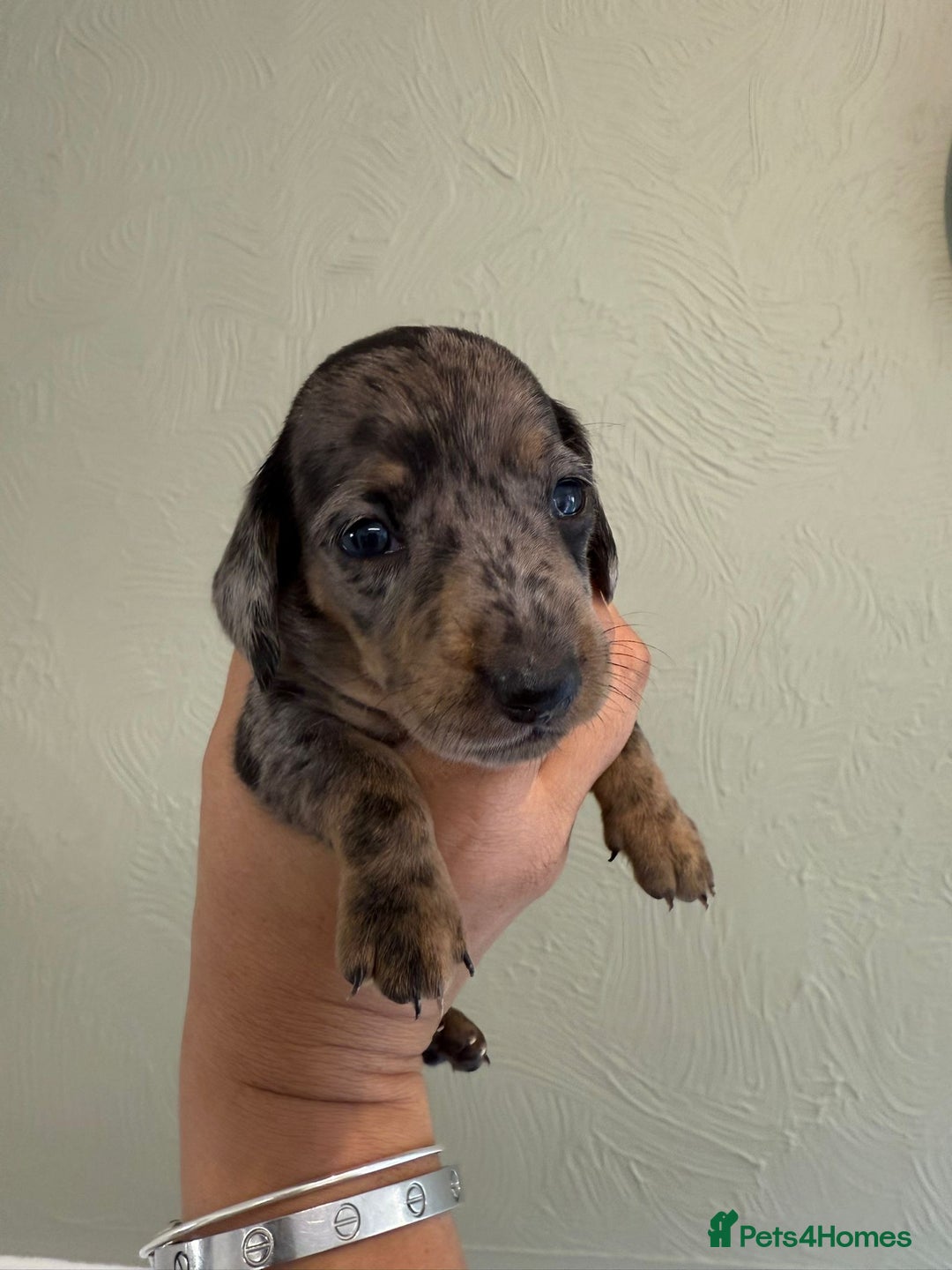 Miniature Dachshund dogs for sale: Miniature dachshunds  - Image 28