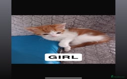 Domestic Shorthair cats for sale: 4 beautiful kittens for sale  - Image 3