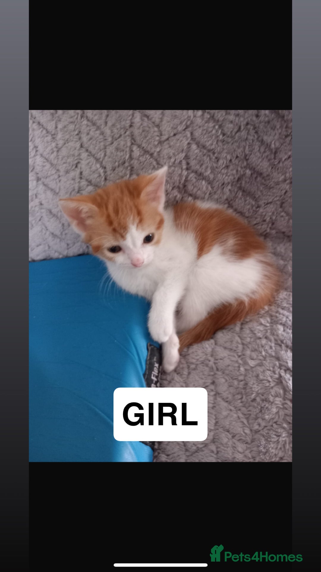 Domestic Shorthair cats for sale: 4 beautiful kittens for sale  - Image 3