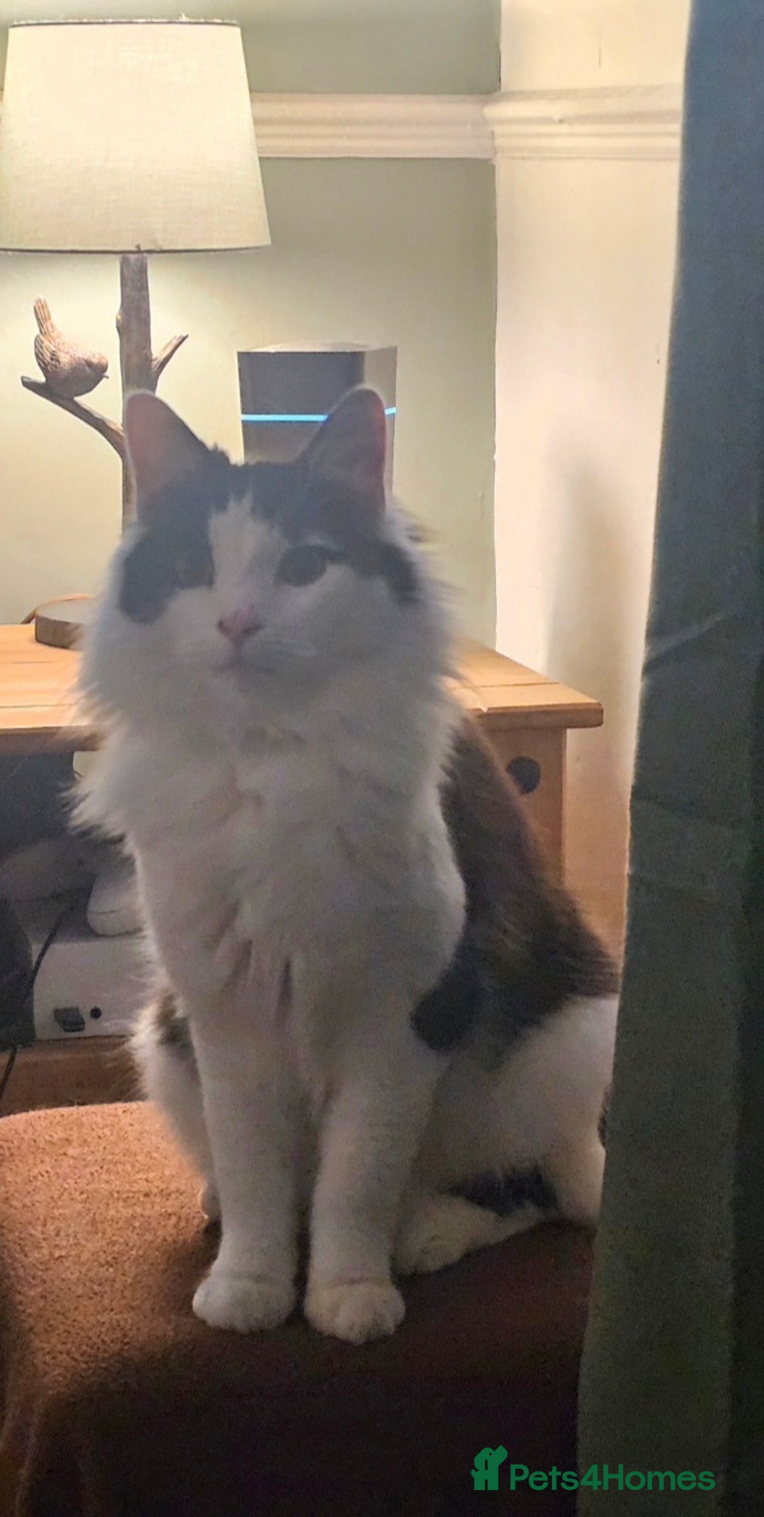 Mixed Breed cats for sale: 1xmale cat 1 female cat  - Advert 6